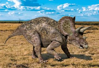 Obrázek z Pohlednice 3D 16cm  - triceratops (25) 